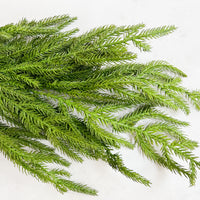 Norfolk Pine Garland